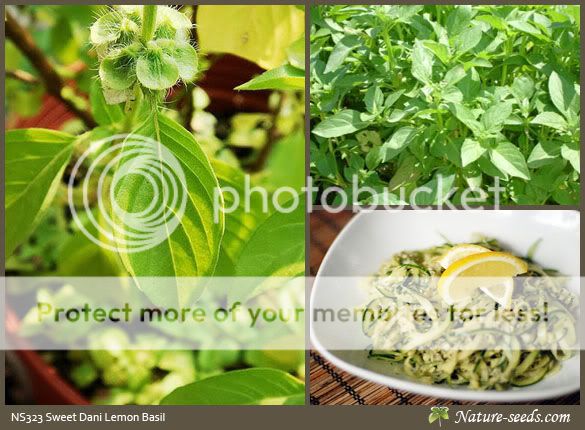   /Anthemis nobilis Heirloom Herb Tea Plant Gardening Organic Seeds