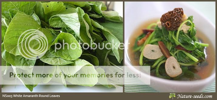 White Amaranth Round Leaf / Chinese Spinach Vegetable Seeds  