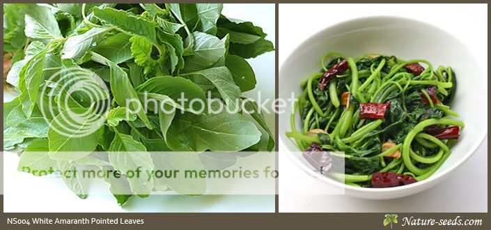 white amaranth pointed leaves