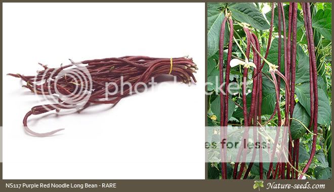   Purple Yard Long bean Heirloom Rare Vegetable Gardening Seeds  