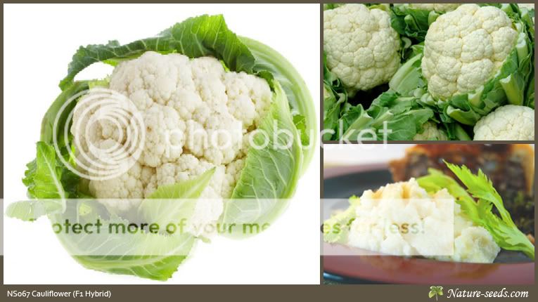 F1 Hybrid Cauliflower Brassica oleracea 80 Vegetable Seeds  