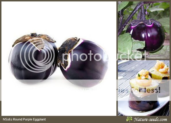 Round Purple Eggplant