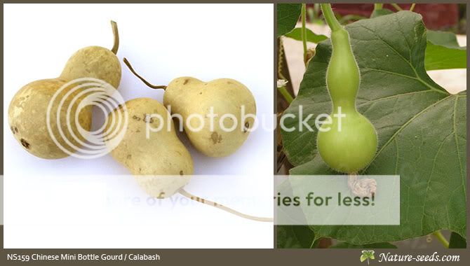 Bottle Gourd Calabash OPO Squash Long Melon Vegetable Seeds