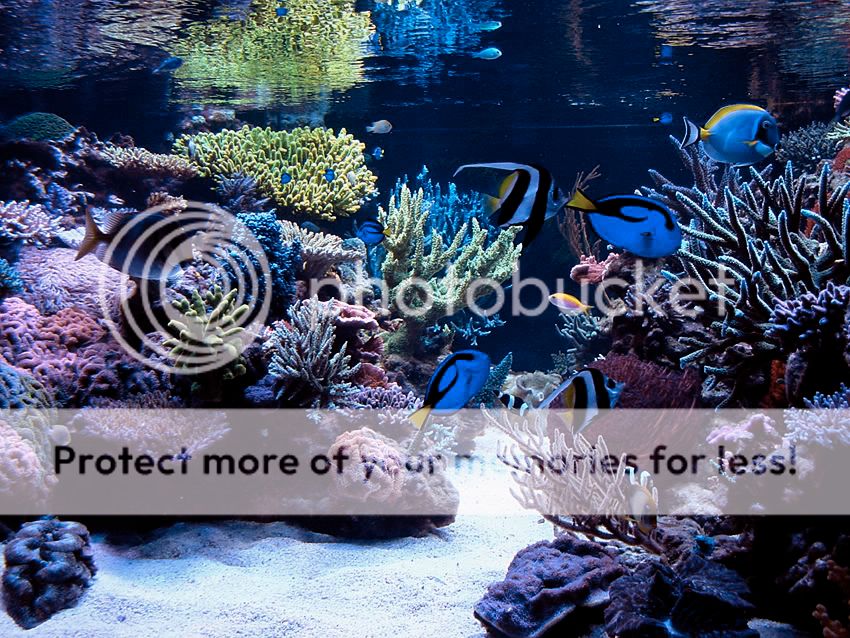 post ur cool aquascape pics i need ideas - Reef Central Online Community