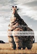 Fat Cow