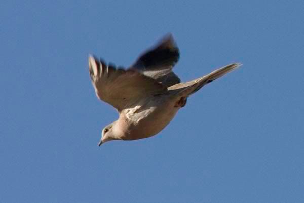 Oh to have feathers! Diving Dove | Photography Forum