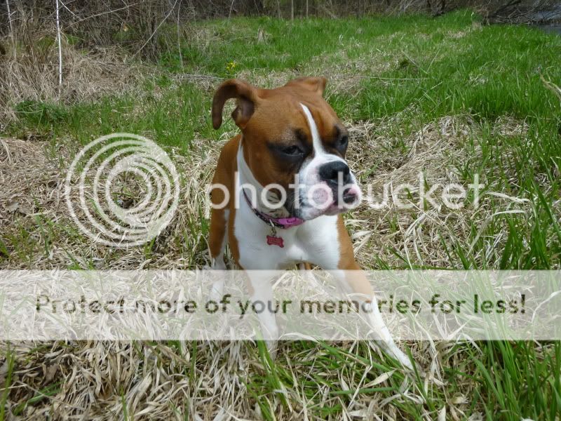 Random whine/howl - Boxer Forum : Boxer Breed Dog Forums